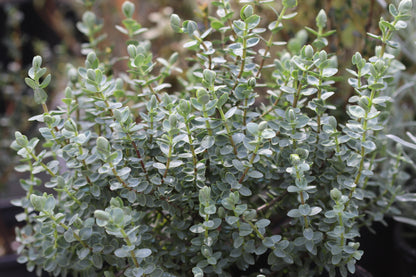 *RETAIL - Hebe glaucophylla