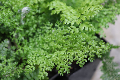 *RETAIL - Polystichum setiferum var. plumosum densum
