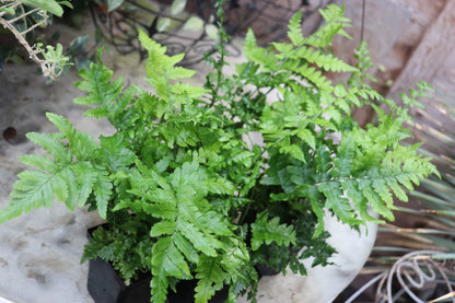 *RETAIL - Dryopteris pulcherrima