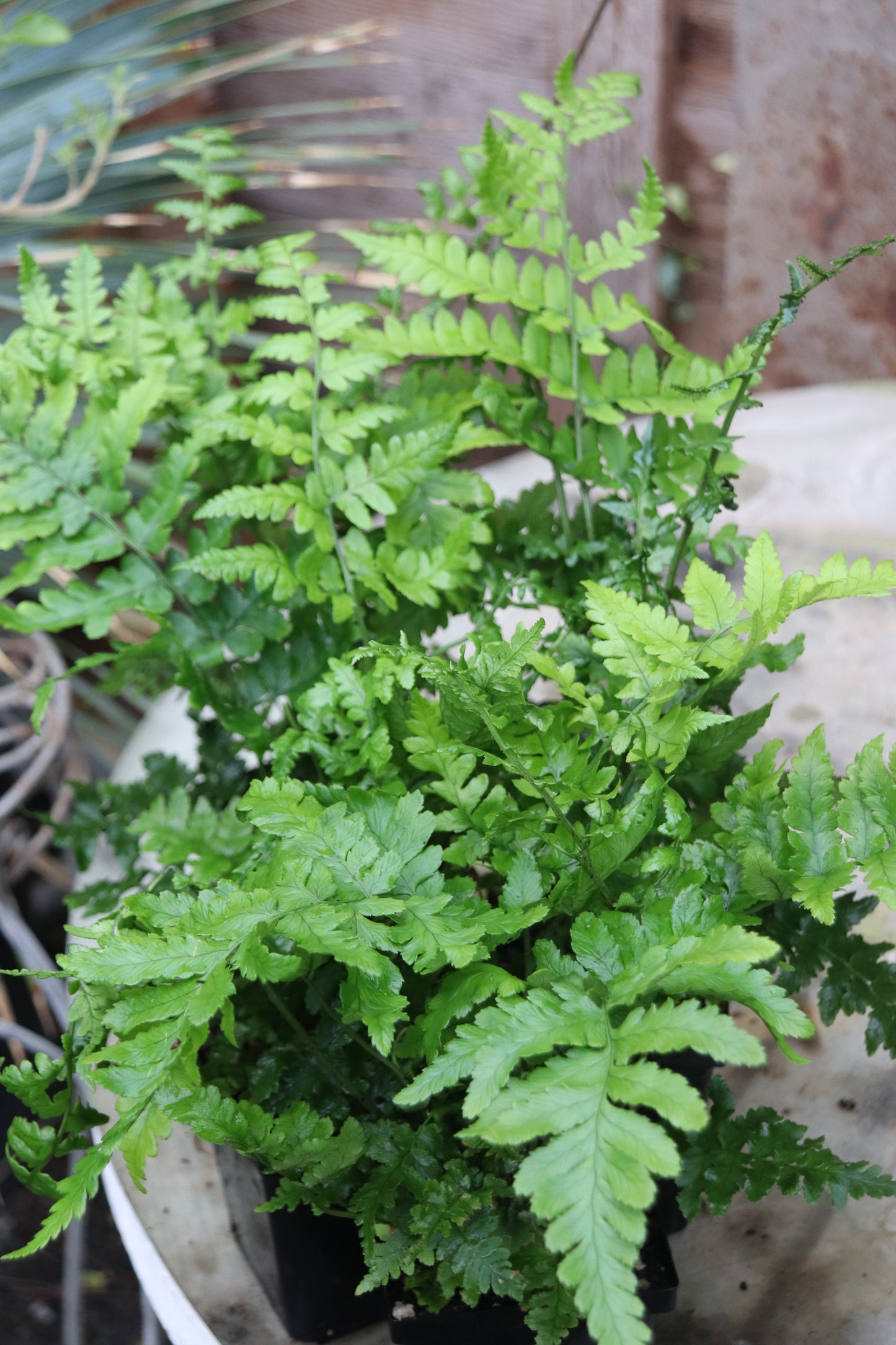 *RETAIL - Dryopteris pulcherrima