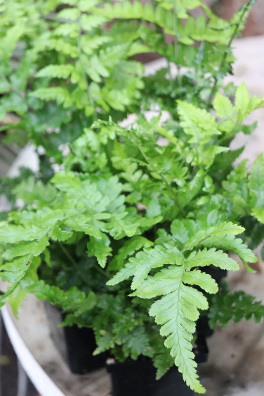 *RETAIL - Dryopteris pulcherrima