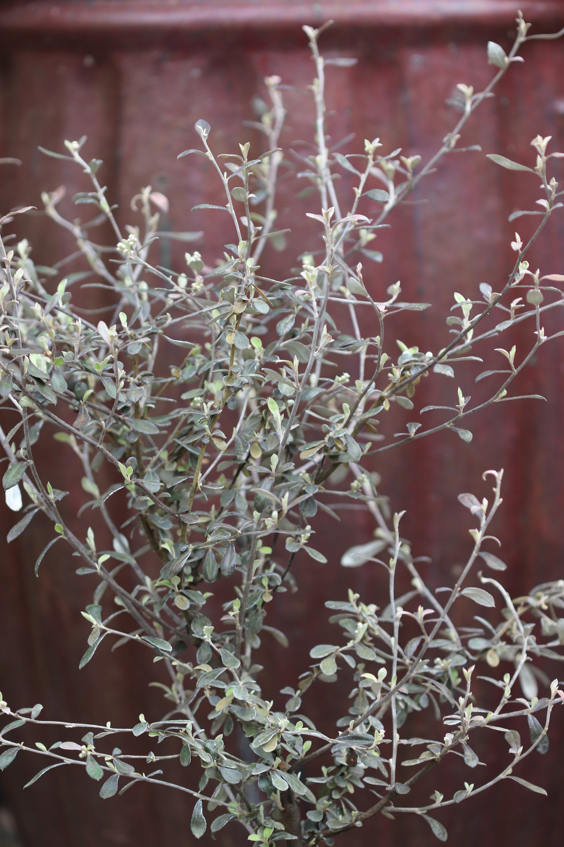 *RETAIL - Corokia x virgata 'Phantom' – Cistus Nursery