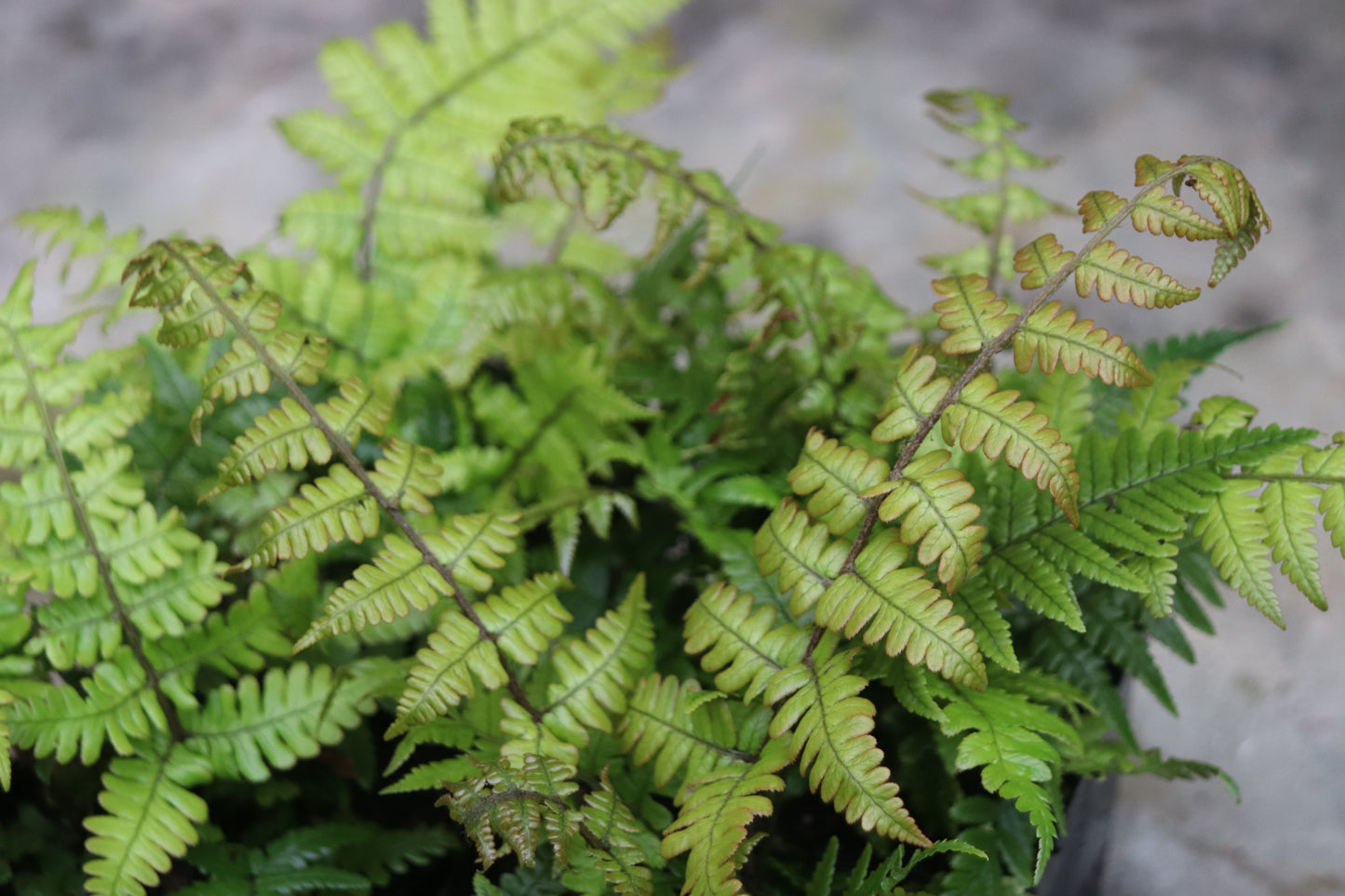 *RETAIL - Dryopteris lepidopoda