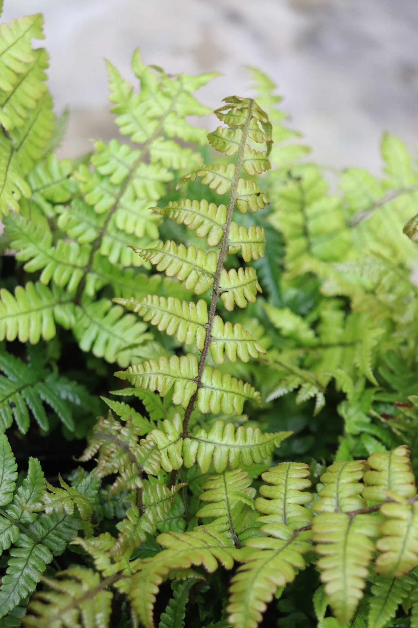 *RETAIL - Dryopteris lepidopoda