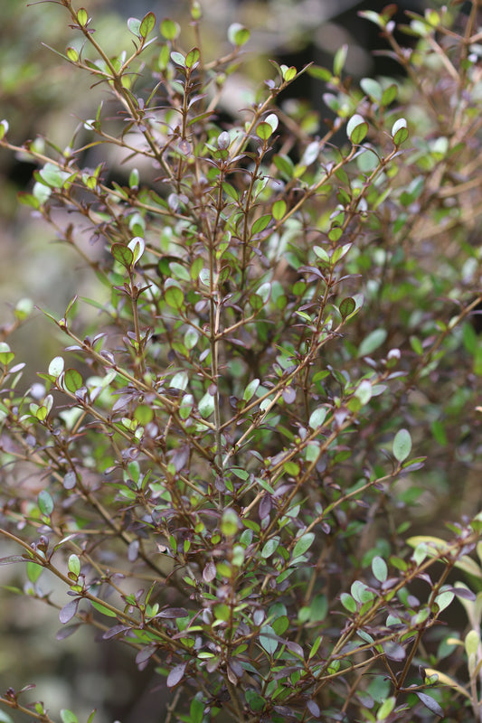 *RETAIL - Coprosma 'Roy's Red'