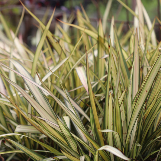 *RETAIL - Phormium cookianum ssp. hookeri 'Cream Delight'