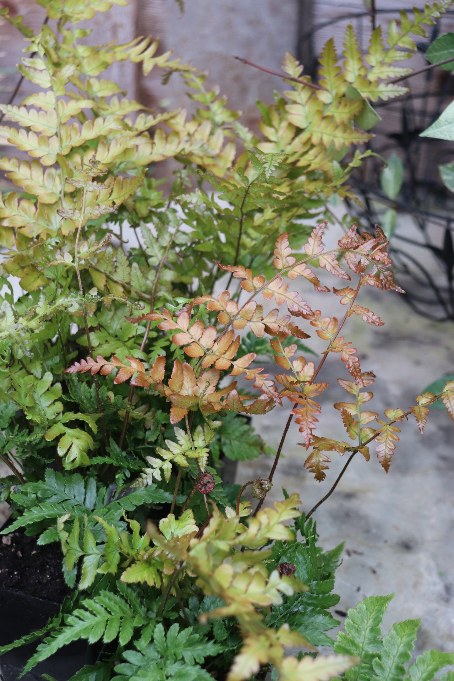 *RETAIL - Dryopteris erythrosora 'Brilliance'