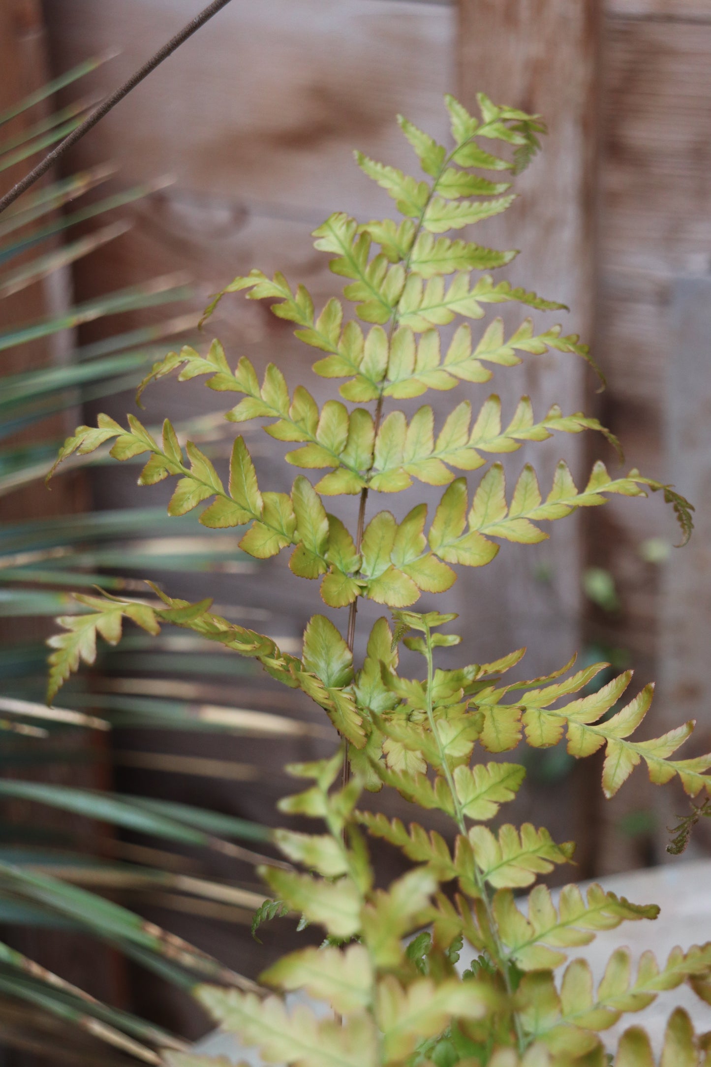 *RETAIL - Dryopteris erythrosora 'Brilliance'