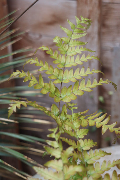 *RETAIL - Dryopteris erythrosora 'Brilliance'