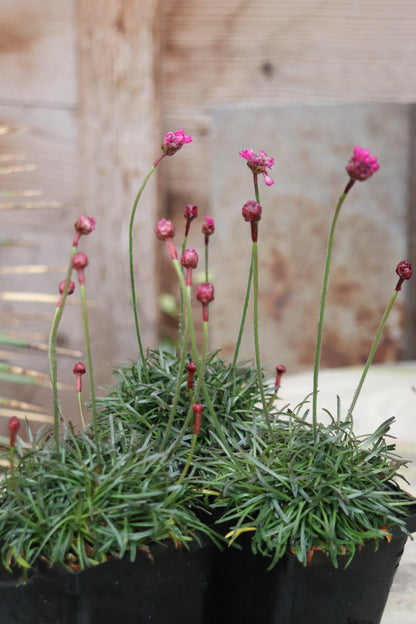 *RETAIL - Armeria maritima 'Rubrifolia'