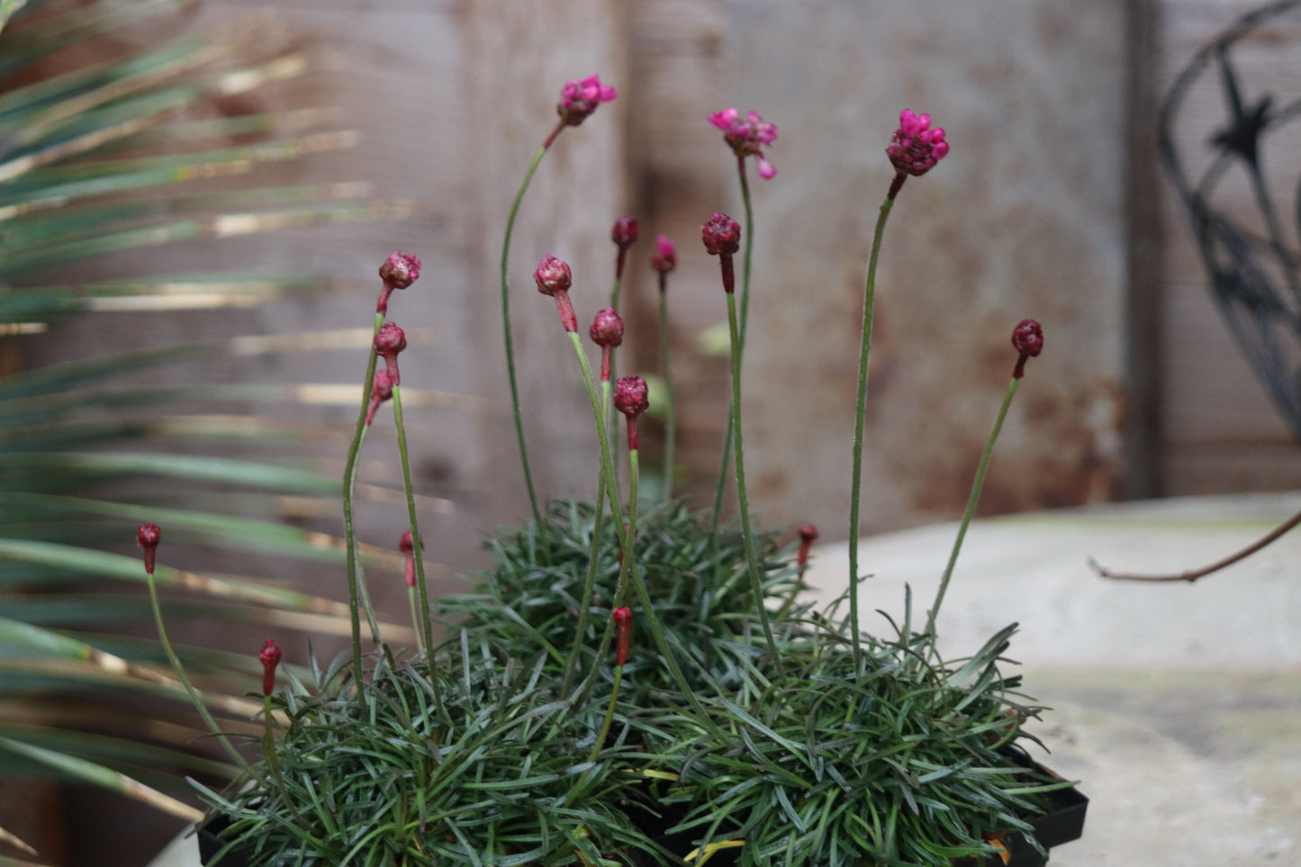 *RETAIL - Armeria maritima 'Rubrifolia'