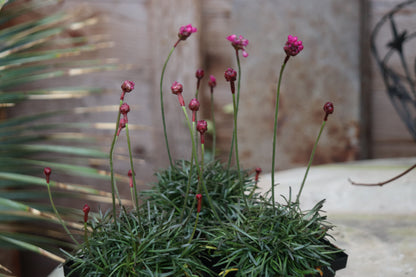 *RETAIL - Armeria maritima 'Rubrifolia'