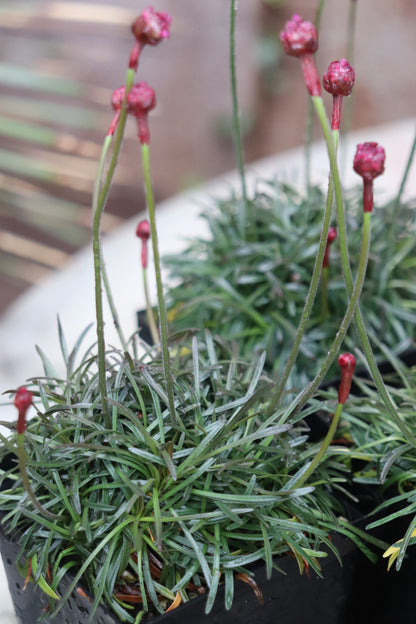 *RETAIL - Armeria maritima 'Rubrifolia'