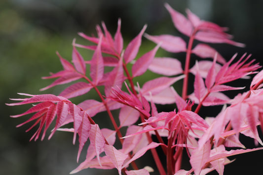 *RETAIL - Toona sinensis 'Flamingo'