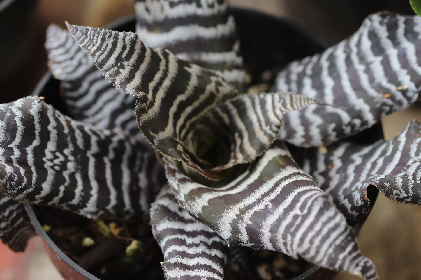 *RETAIL - Cryptanthus 'Zebrinus'