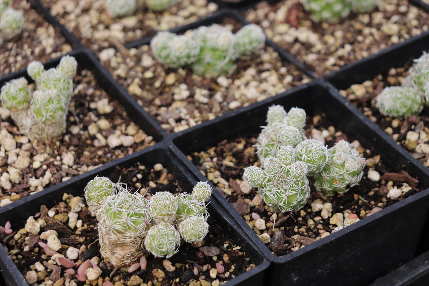 *RETAIL - Mammillaria gracilis ssp. fragilis