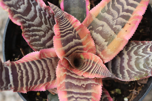 *RETAIL - Cryptanthus 'Elaine'