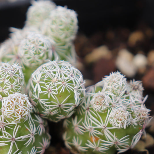 *RETAIL - Mammillaria gracilis ssp. fragilis