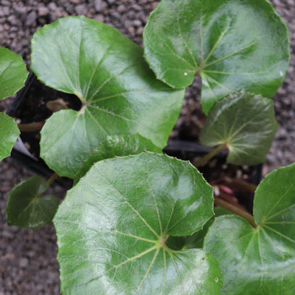Farfugium japonicum 'Giganteum'