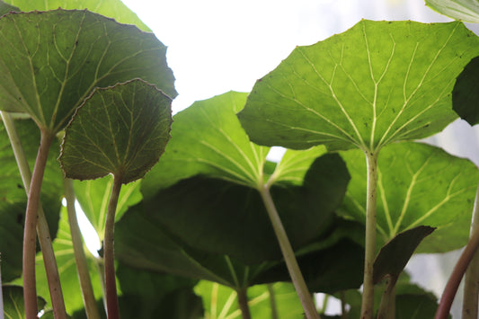 *RETAIL - Farfugium japonicum 'Giganteum'