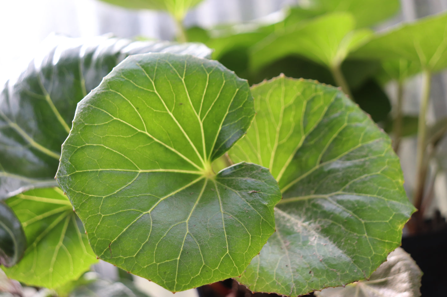 *RETAIL - Farfugium japonicum 'Giganteum'