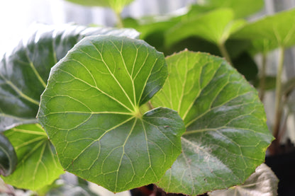 *RETAIL - Farfugium japonicum 'Giganteum'