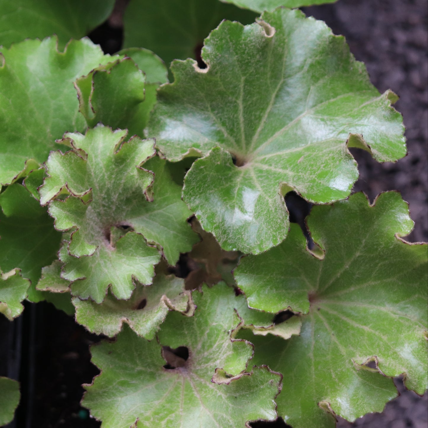 *RETAIL - Farfugium 'Wavy Gravy'