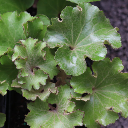 *RETAIL - Farfugium 'Wavy Gravy'