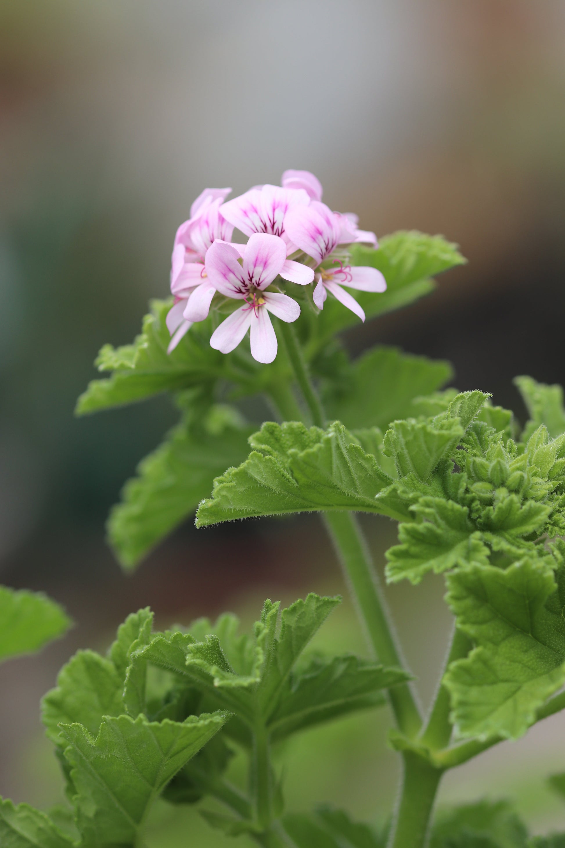 citronella scented geranium seeds Pelargonium citronellum – Cistus Nursery