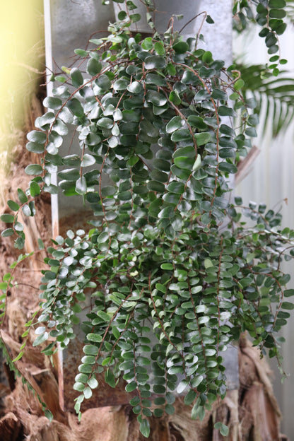 *RETAIL - Pellaea rotundifolia