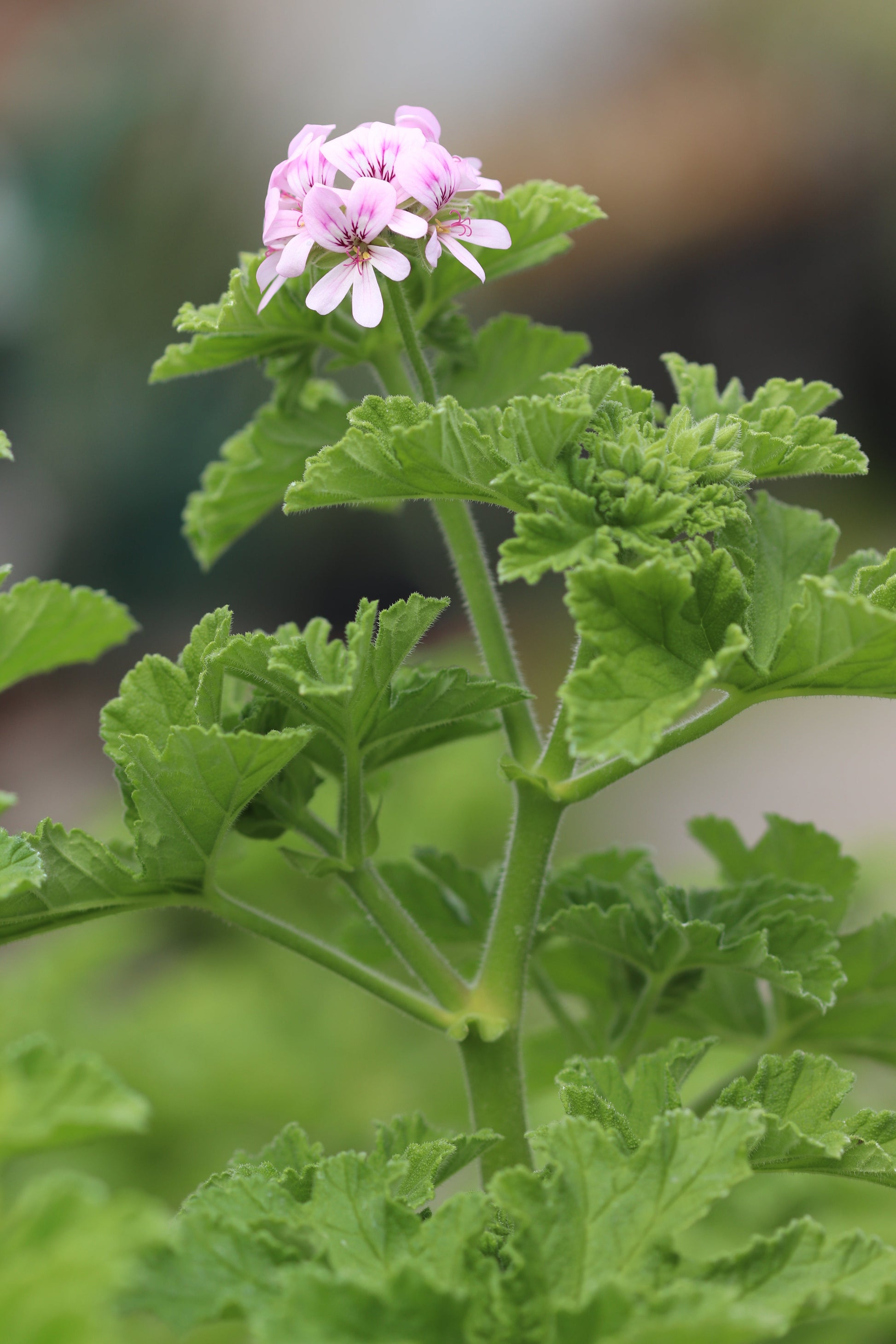 citronella scented geranium seeds Pelargonium citronellum – Cistus Nursery