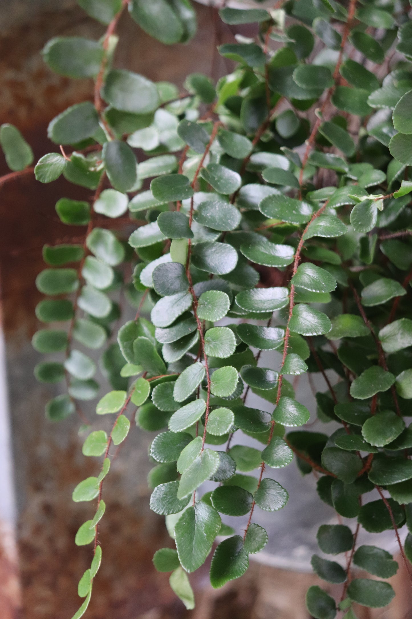 *RETAIL - Pellaea rotundifolia