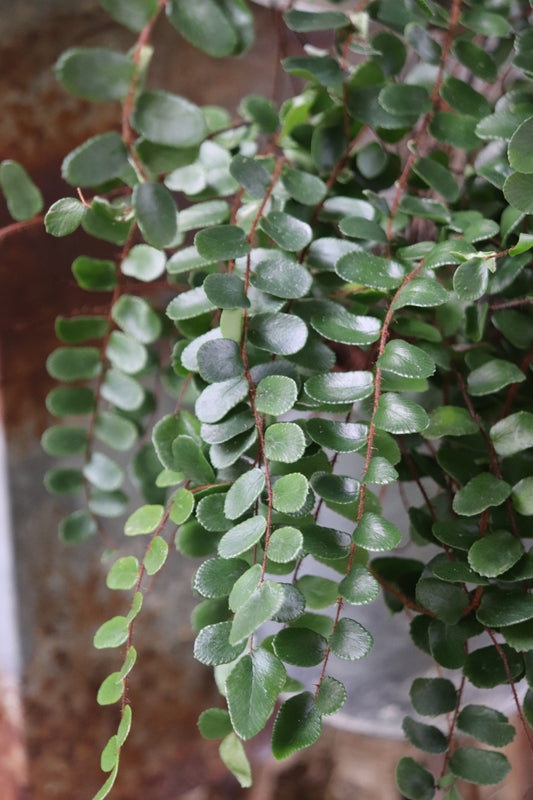 *RETAIL - Pellaea rotundifolia