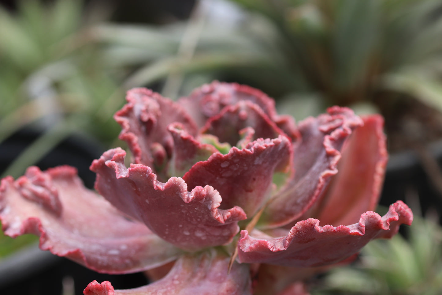 *RETAIL - Echeveria 'Mauna Loa'