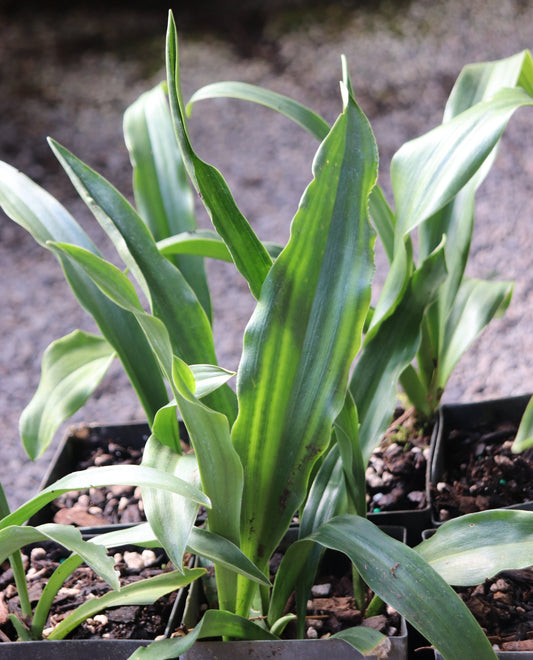 *RETAIL - Rohdea japonica - narrow-leafed form