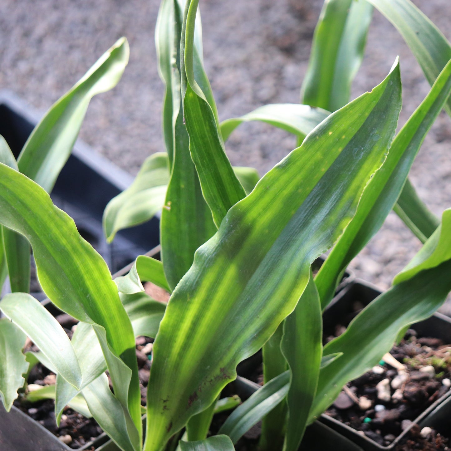 *RETAIL - Rohdea japonica - narrow-leafed form