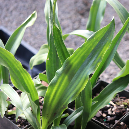 *RETAIL - Rohdea japonica - narrow-leafed form