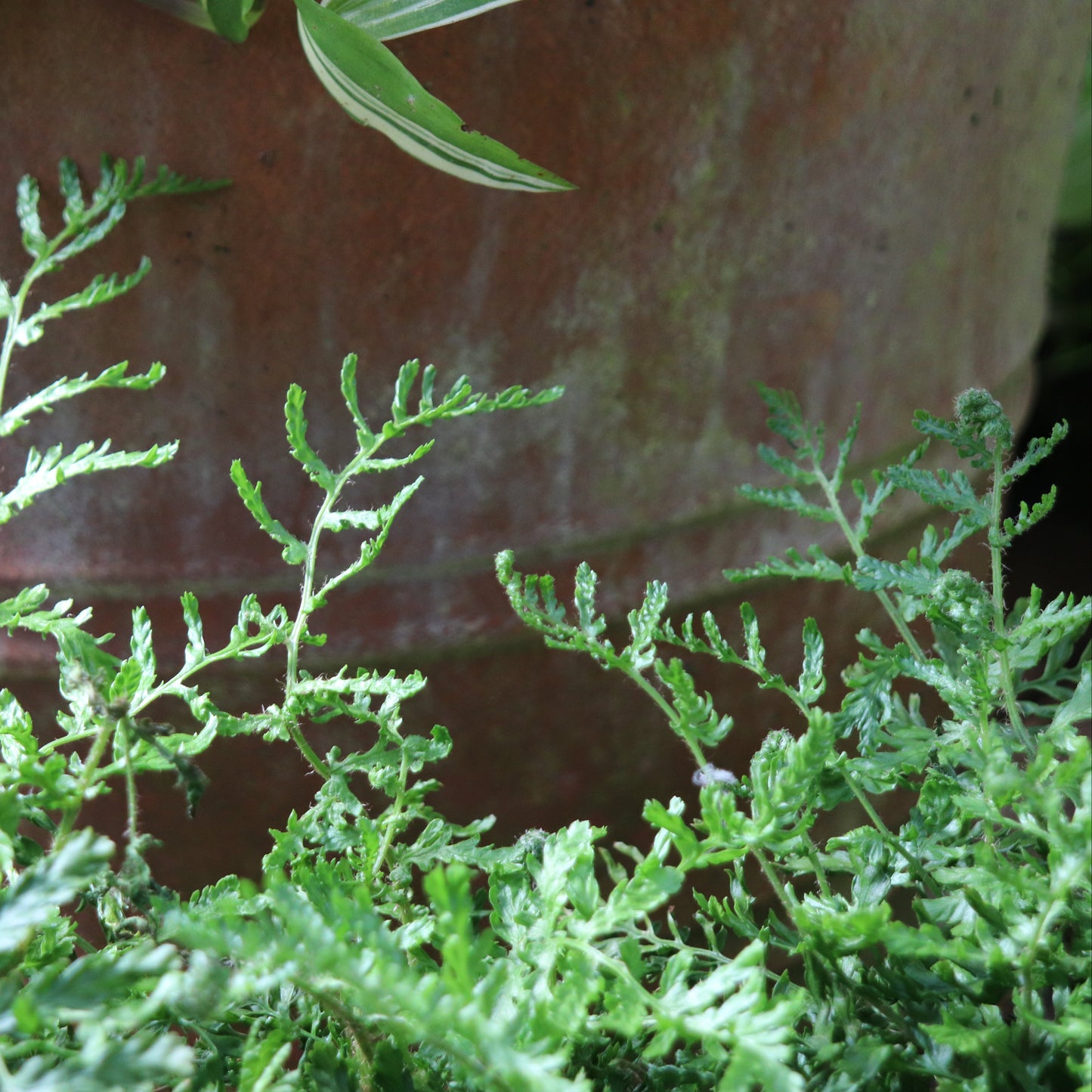 *RETAIL - Dryopteris filix-mas 'Linearis Polydactyla'