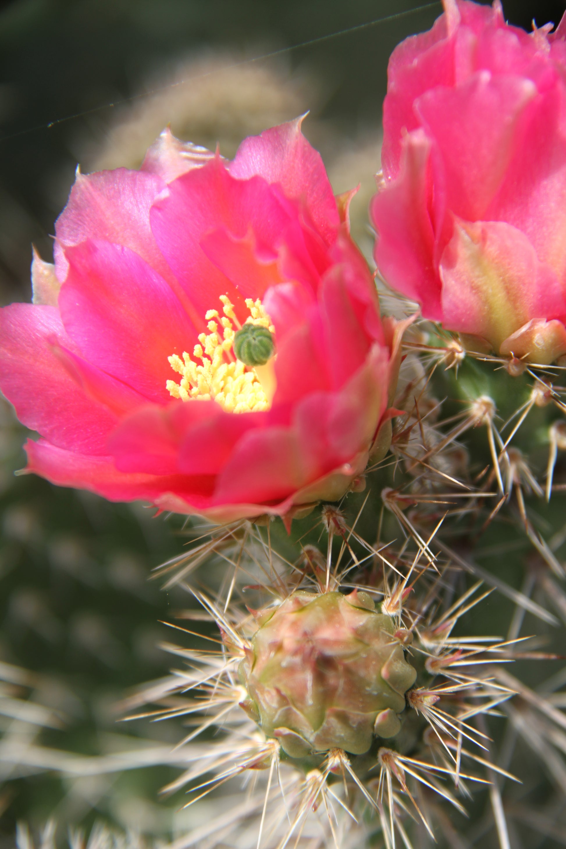 prickly pear cactus flower essence Opuntia polyacantha 'Browse Pink' – Cistus Nursery