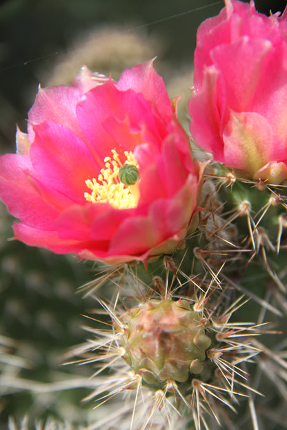 Opuntia polyacantha 'Browse Pink'