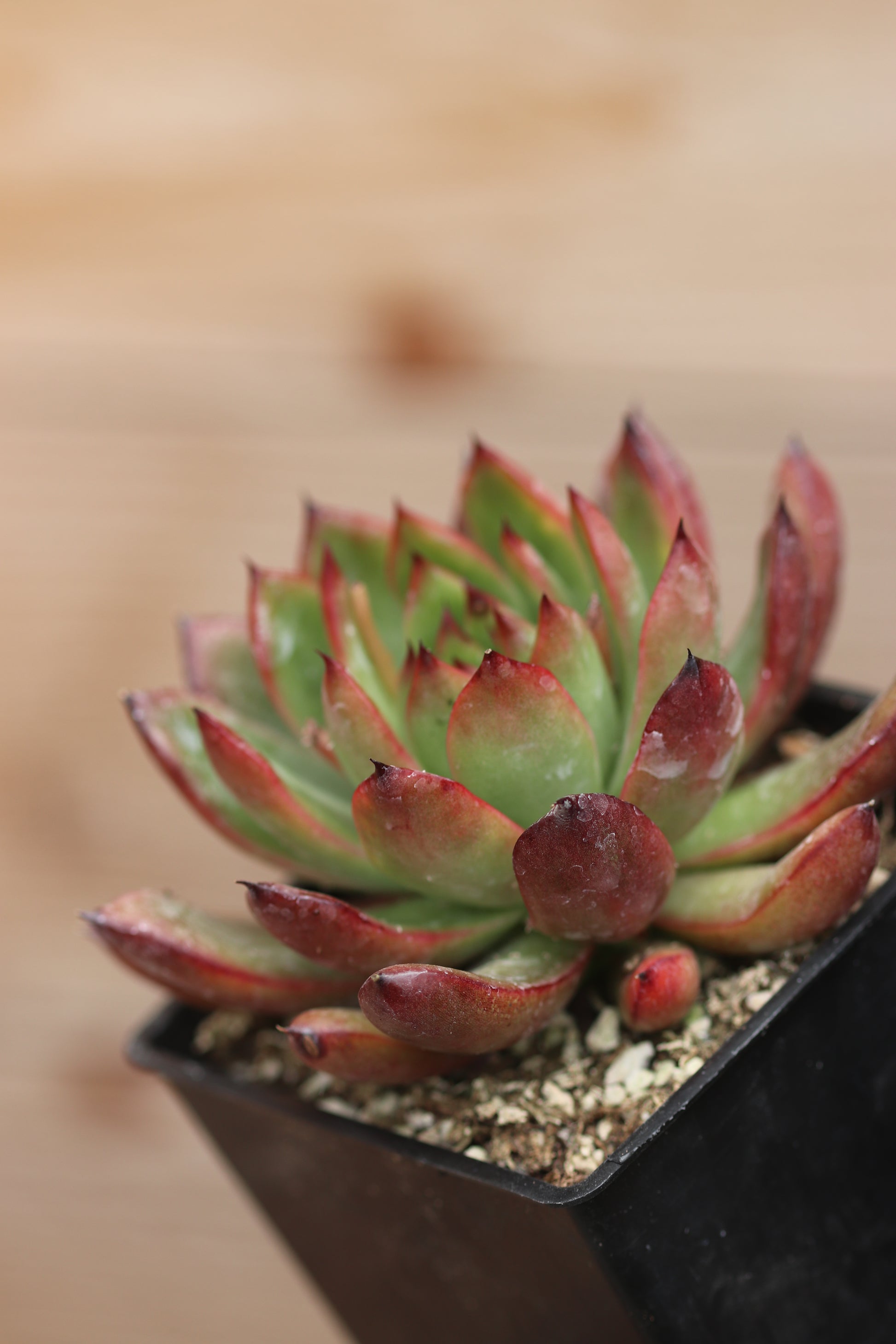 rubra succulent *RETAIL