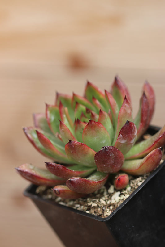 *RETAIL - Echeveria agavoides var. rubra