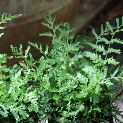 *RETAIL - Dryopteris filix-mas 'Linearis Polydactyla'