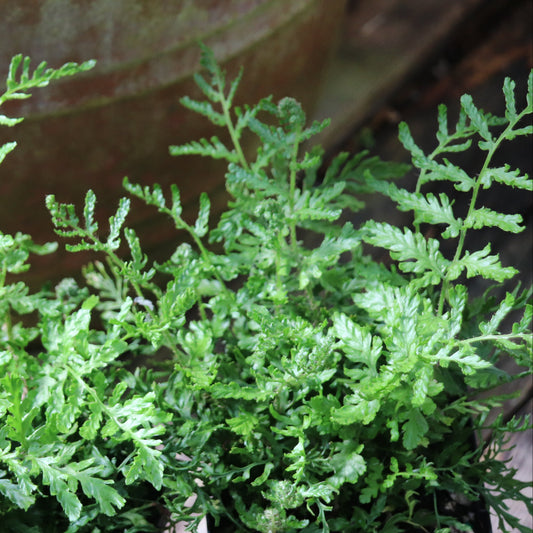 *RETAIL - Dryopteris filix-mas 'Linearis Polydactyla'