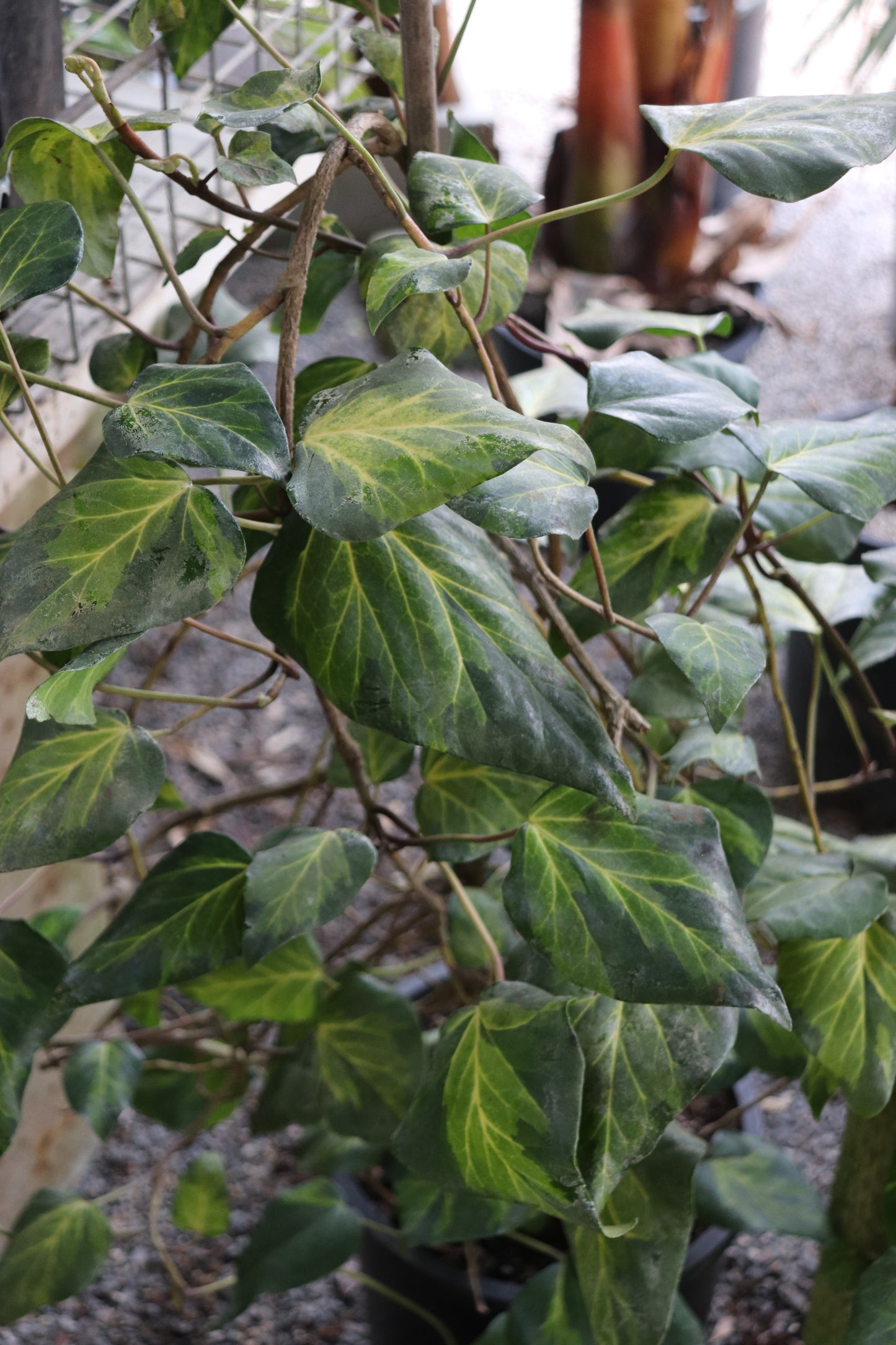 *RETAIL - Hedera canariensis 'Sulphur Heart'