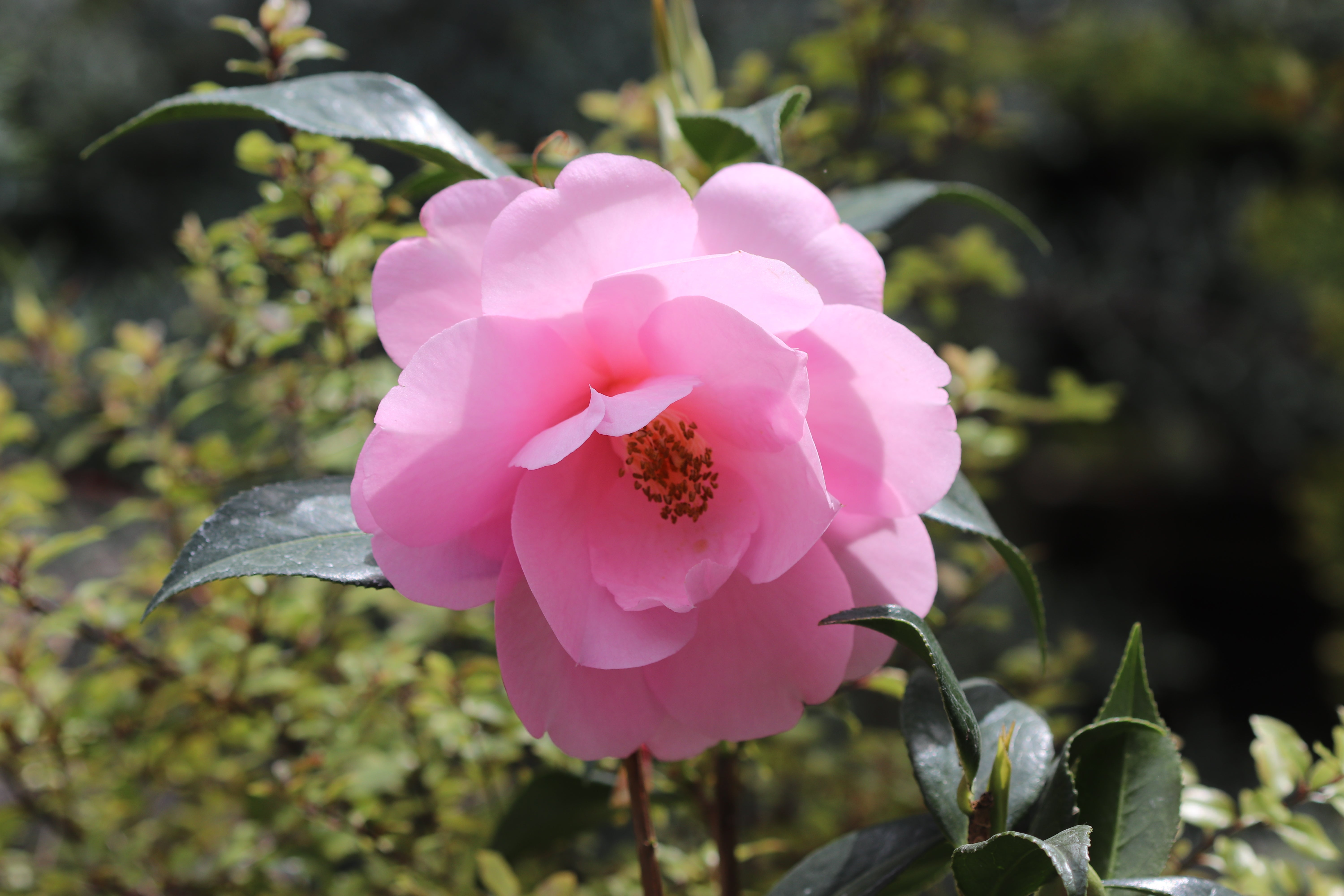 *RETAIL - Camellia x 'Taylor's Perfection' – Cistus Nursery