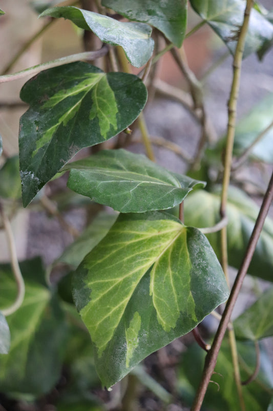 *RETAIL - Hedera canariensis 'Sulphur Heart'