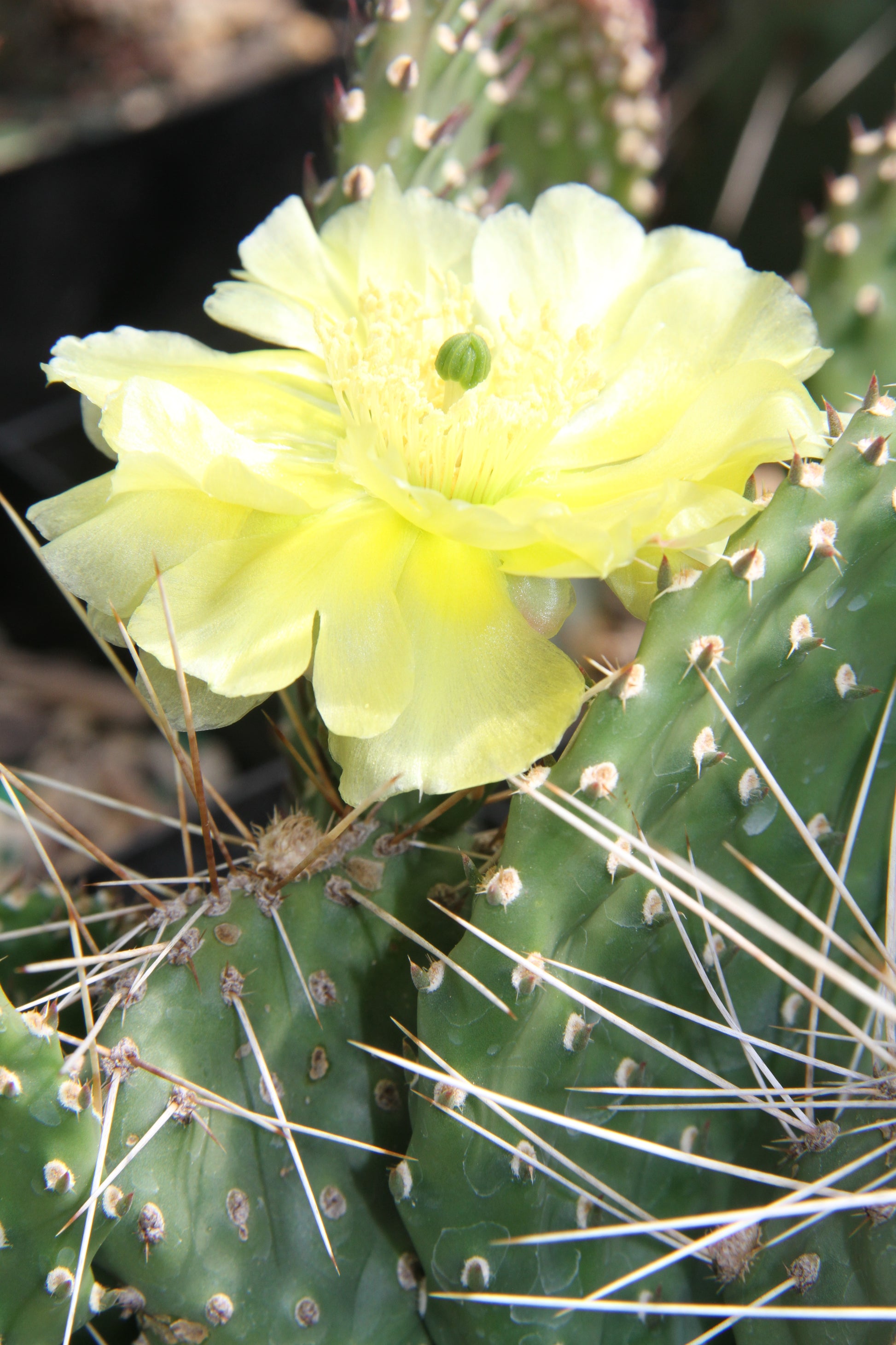 eastern prickly pear cactus flower Opuntia potsii var. montana – Cistus Nursery