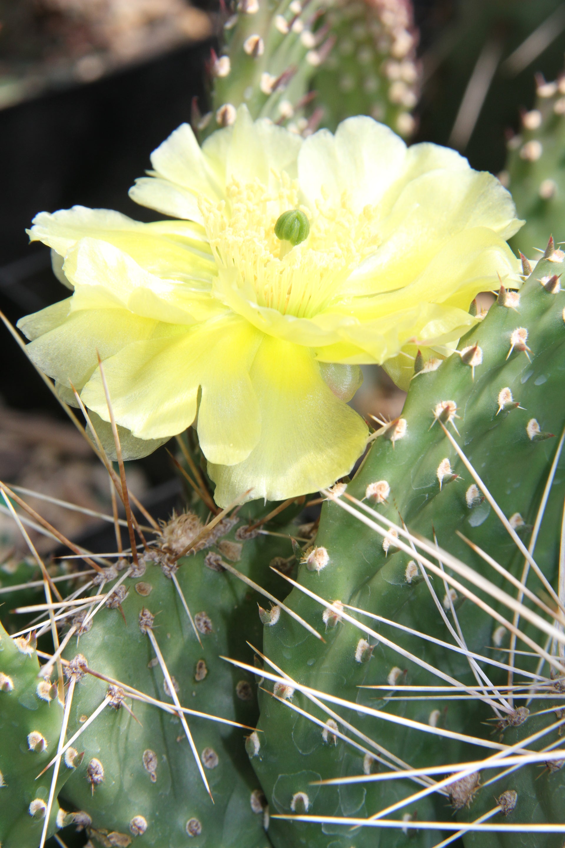 prickly pear cactus montana Opuntia potsii var. montana