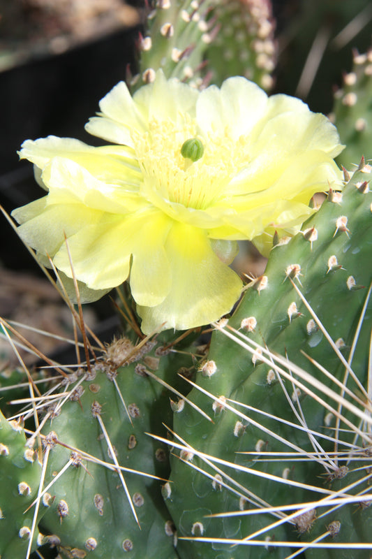 *RETAIL - Opuntia potsii var. montana